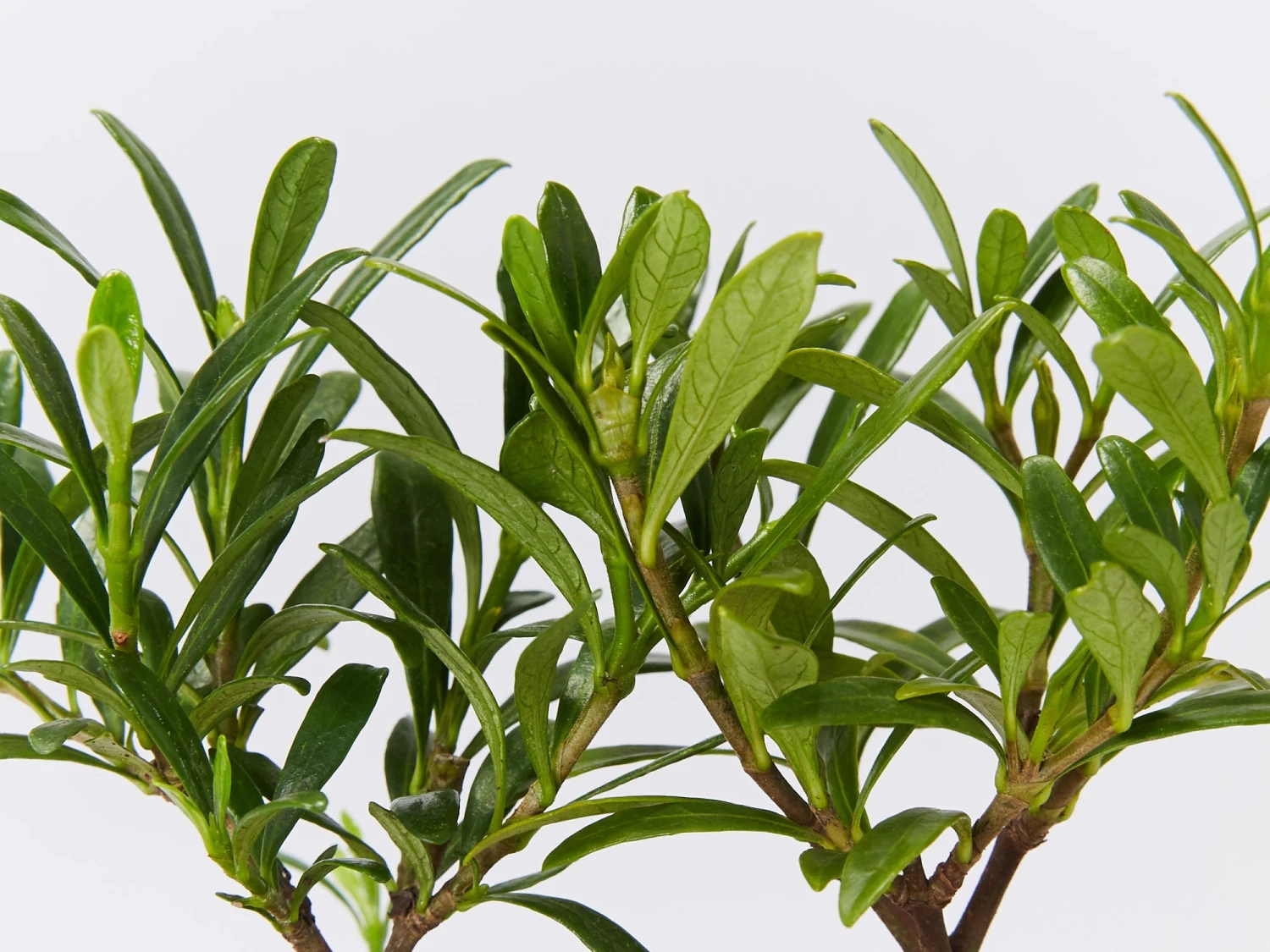 Gardenia Augusta O So Fine™ Pbr - Image 3