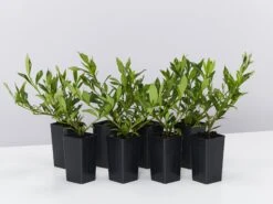 Gardenia Augusta Radicans Low-Growing Plant Pack