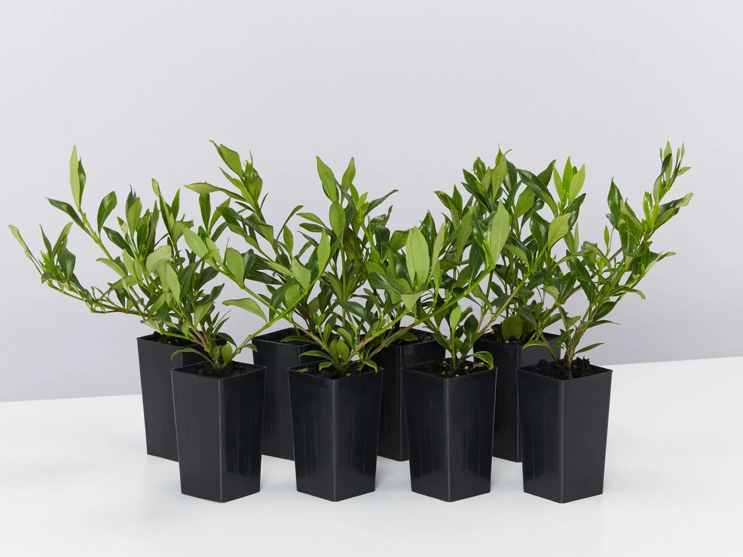 Gardenia Augusta Radicans Low-Growing Plant Pack