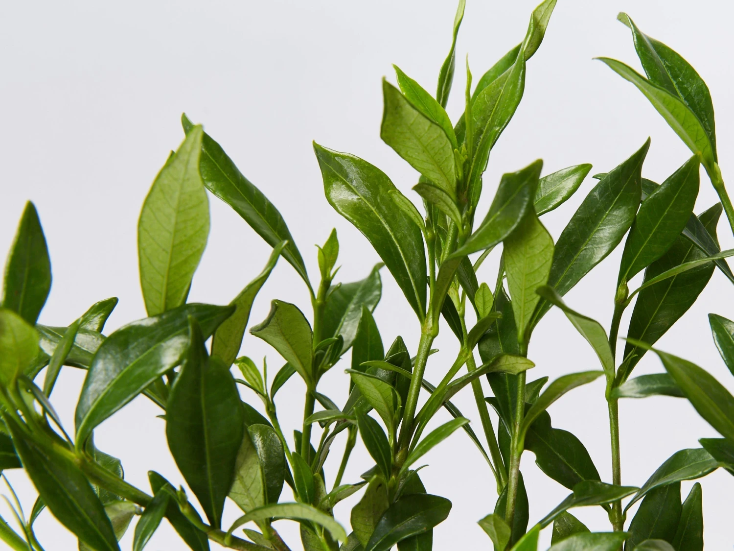 Gardenia Augusta Radicans Low-Growing Plant Pack - Image 5