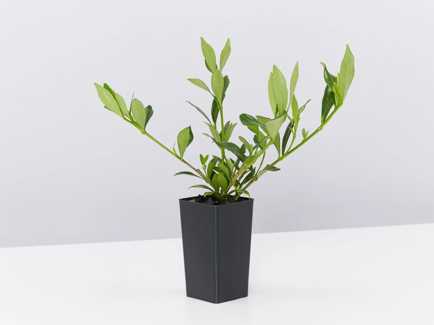 Gardenia Augusta Radicans Low-Growing Plant Pack - Image 4