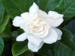 Gardenia Augusta Magnifica