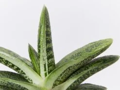 Gasteria Batesiana Little Warty 70mm