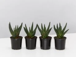 Gasteria Batesiana Okavango