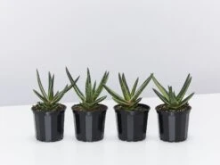 Gasteria Thais