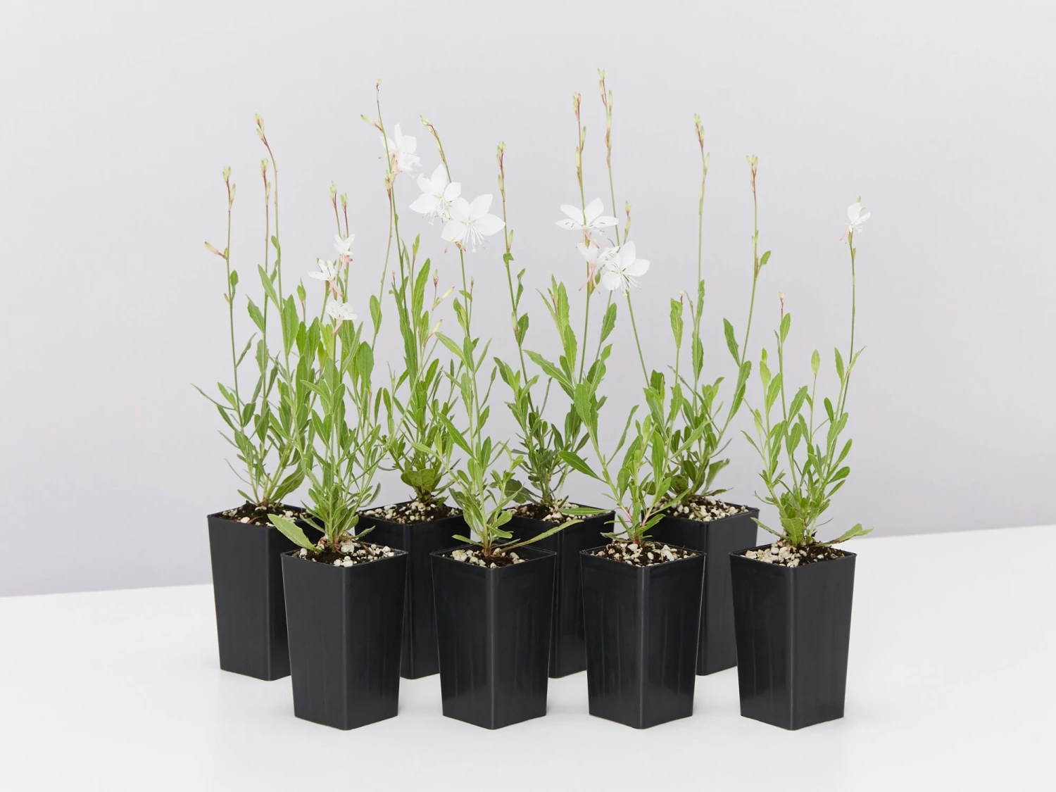 Oenothera (Gaura) Lindheimeri Belleza White - Image 2