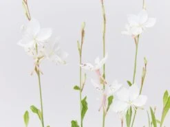 Oenothera (Gaura) Lindheimeri Belleza White