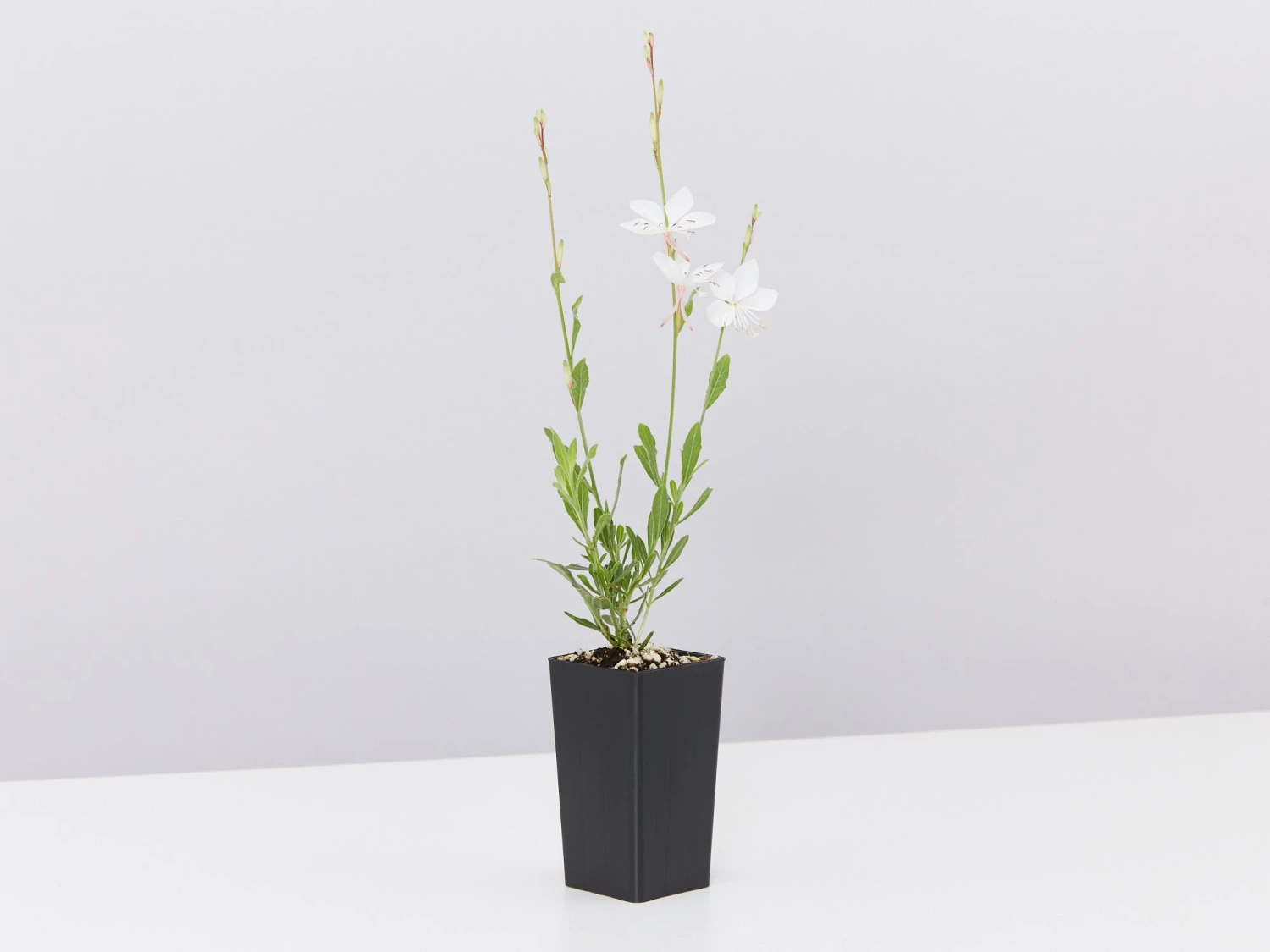 Oenothera (Gaura) Lindheimeri Belleza White - Image 5