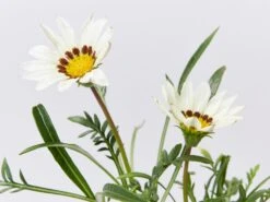 Gazania Rigens New Day White
