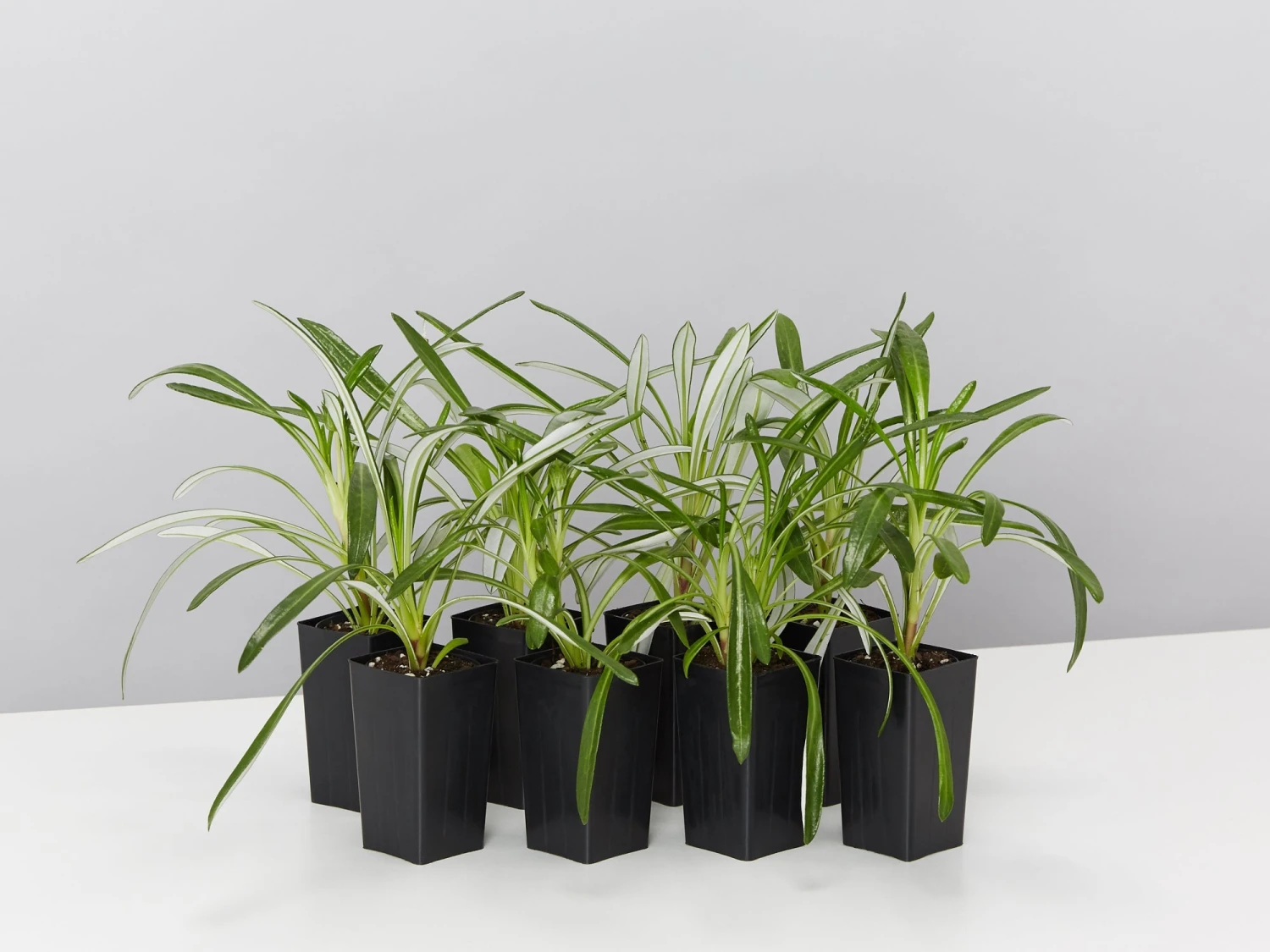 Gazania Rigens Pink ???? - Image 2