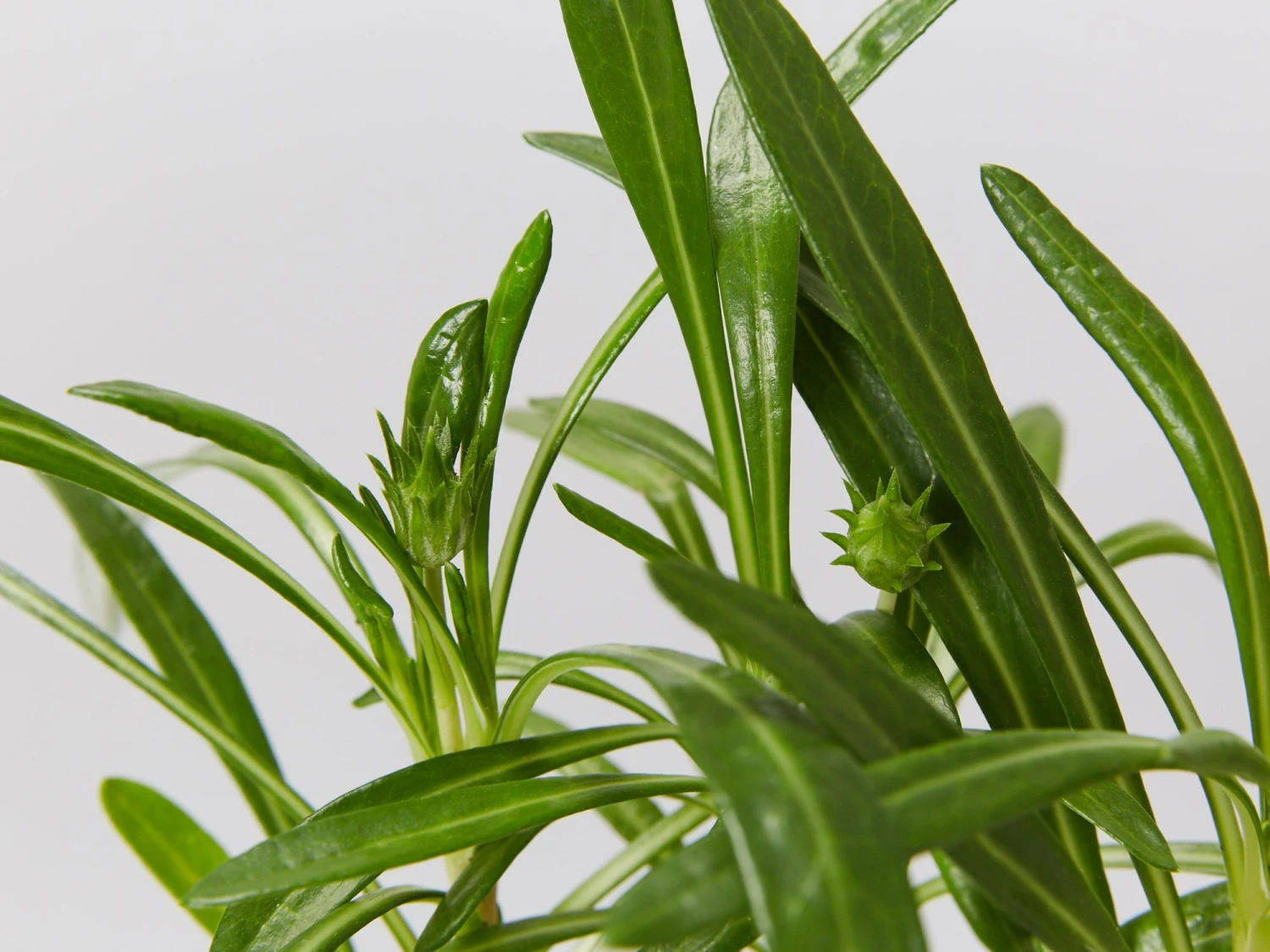 Gazania Rigens Pink ???? - Image 5