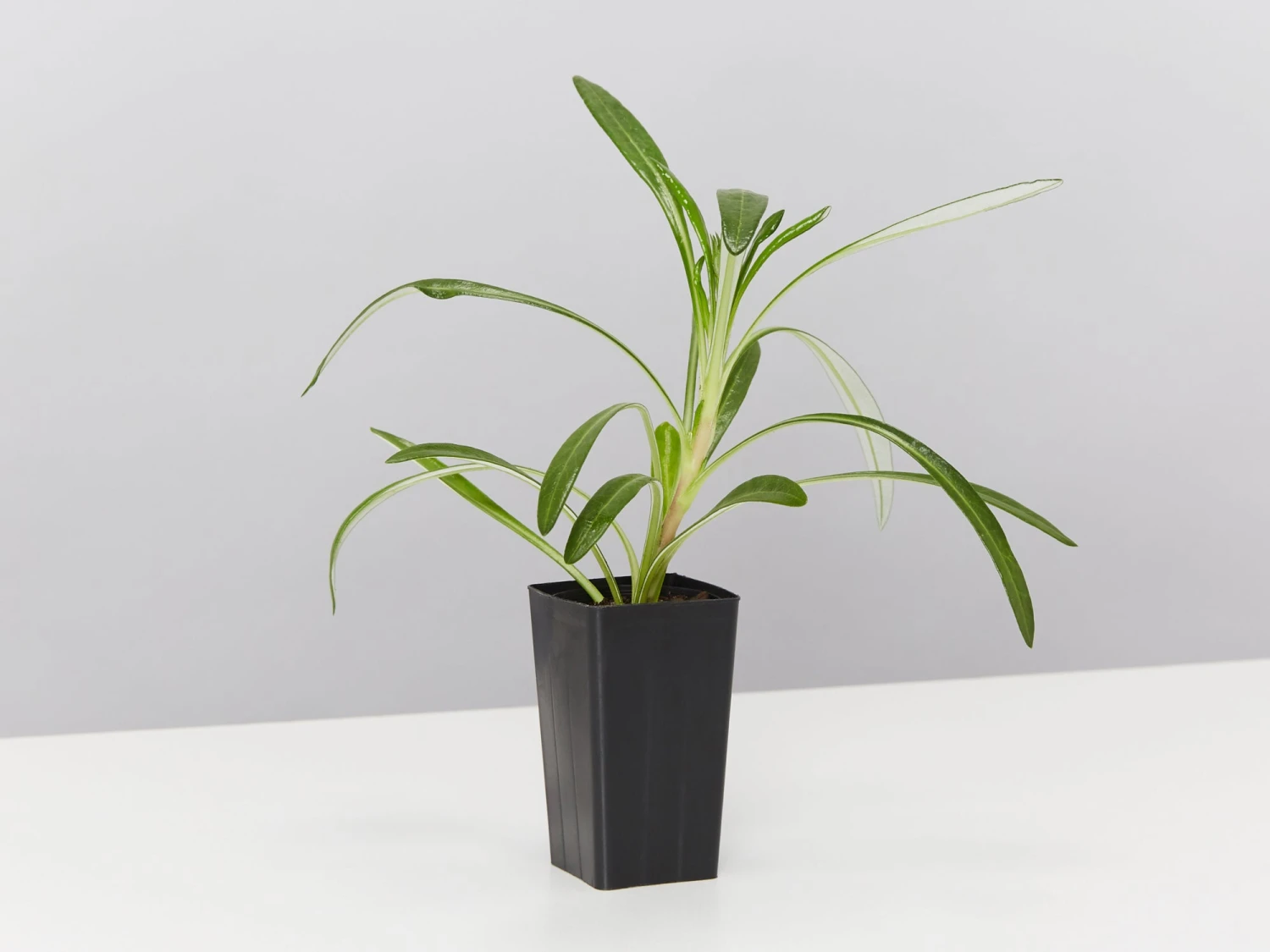 Gazania Rigens Pink ???? - Image 3