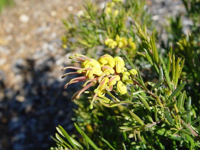Grevillea Alpina X Rosmarinifolia Gold Rush - Image 2
