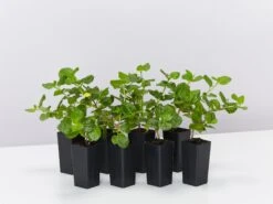 Goodenia Ovata Edna Walling