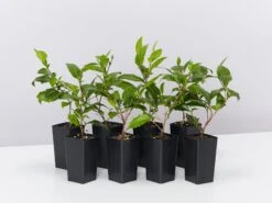 Graptophyllum Ilicifolium Holly Hedge