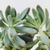 Graptoveria Opalina 85mm