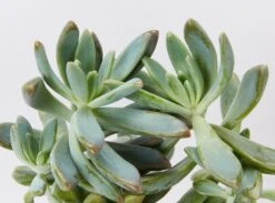 Graptoveria Opalina 85mm