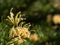 Grevillea Lemon Supreme
