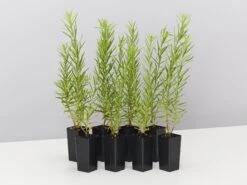 Grevillea Alpina X Rosmarinifolia Gold Rush