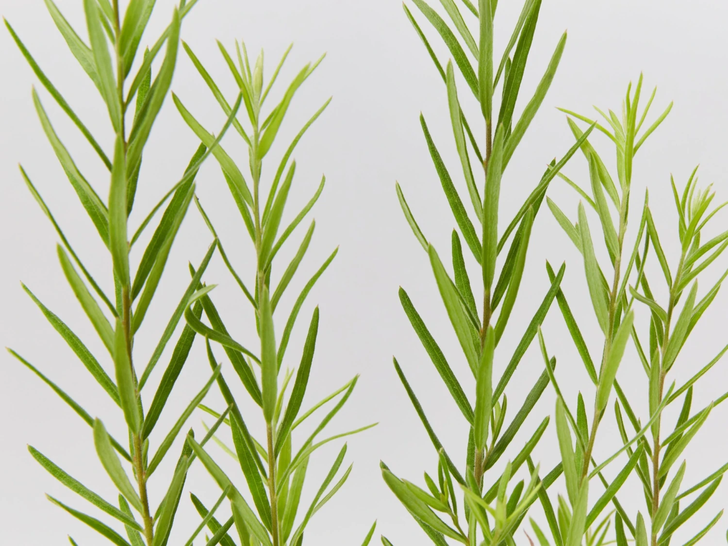 Grevillea Alpina X Rosmarinifolia Gold Rush - Image 3