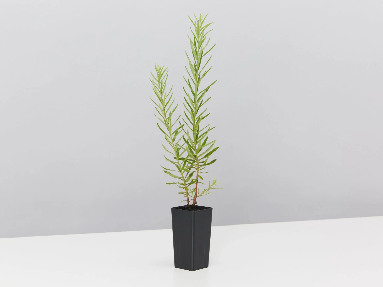 Grevillea Alpina X Rosmarinifolia Gold Rush - Image 4