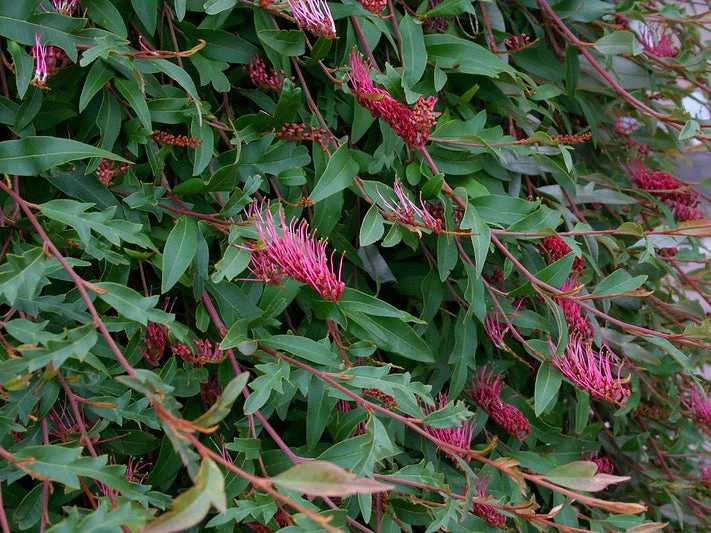 Grevillea X Poorinda Royal Mantle - Image 2