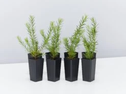 Grevillea Pink Pearl