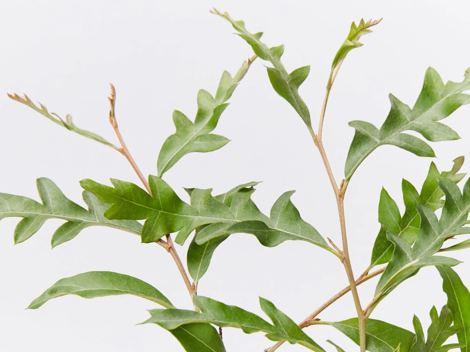 Grevillea X Poorinda Royal Mantle - Image 3