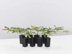 Grevillea X Poorinda Royal Mantle