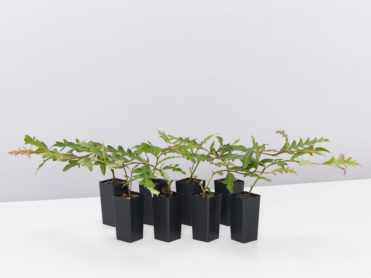 Grevillea X Poorinda Royal Mantle