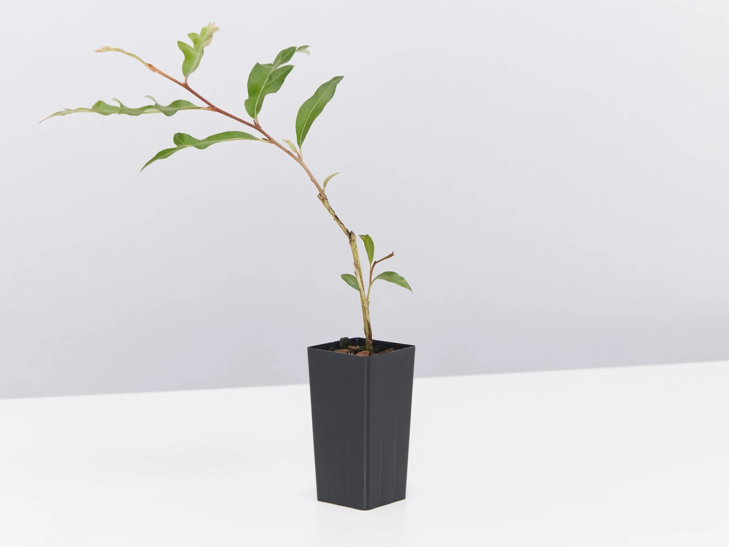 Grevillea X Poorinda Royal Mantle - Image 4