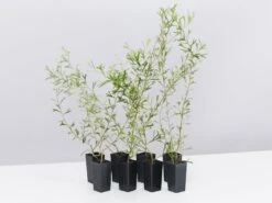 Grevillea Olivacea X Presii Red Sunset