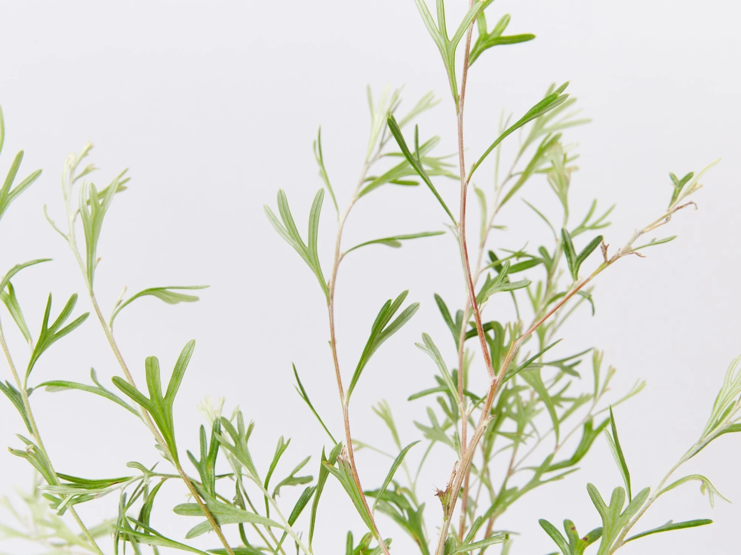 Grevillea Olivacea X Presii Red Sunset - Image 2