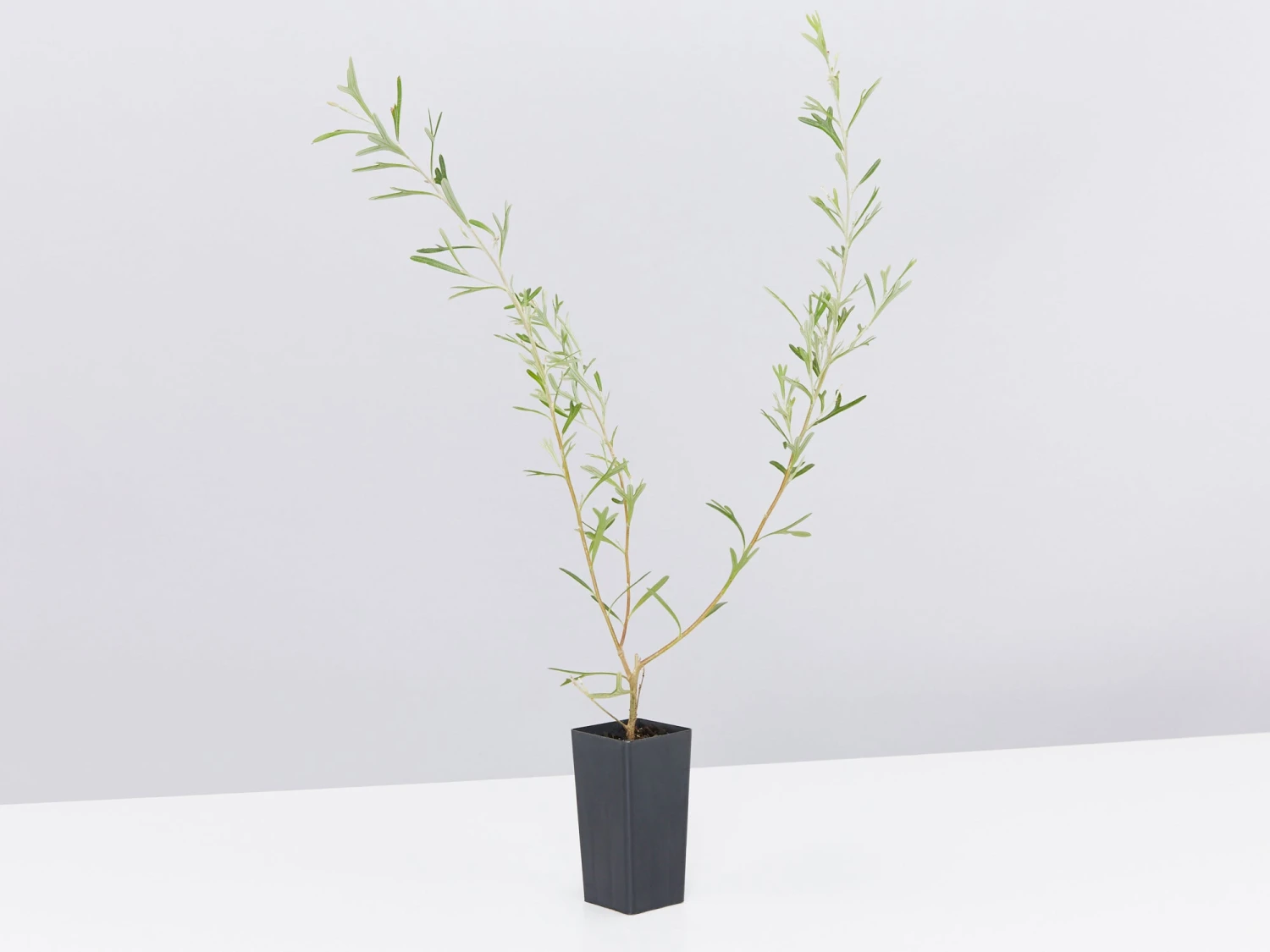 Grevillea Olivacea X Presii Red Sunset - Image 3