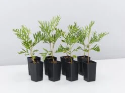 Grevillea Banksii "Superb"