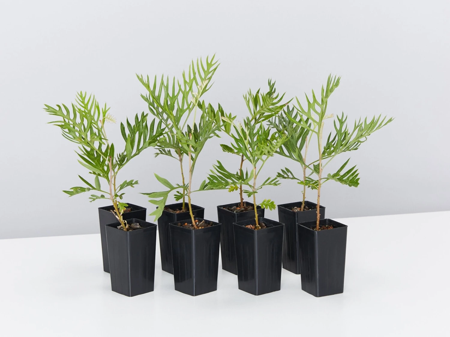 Grevillea Banksii "Superb"