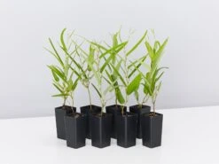 Meemaâ„¢ Hardenbergia Violacea 'HB1' PBR