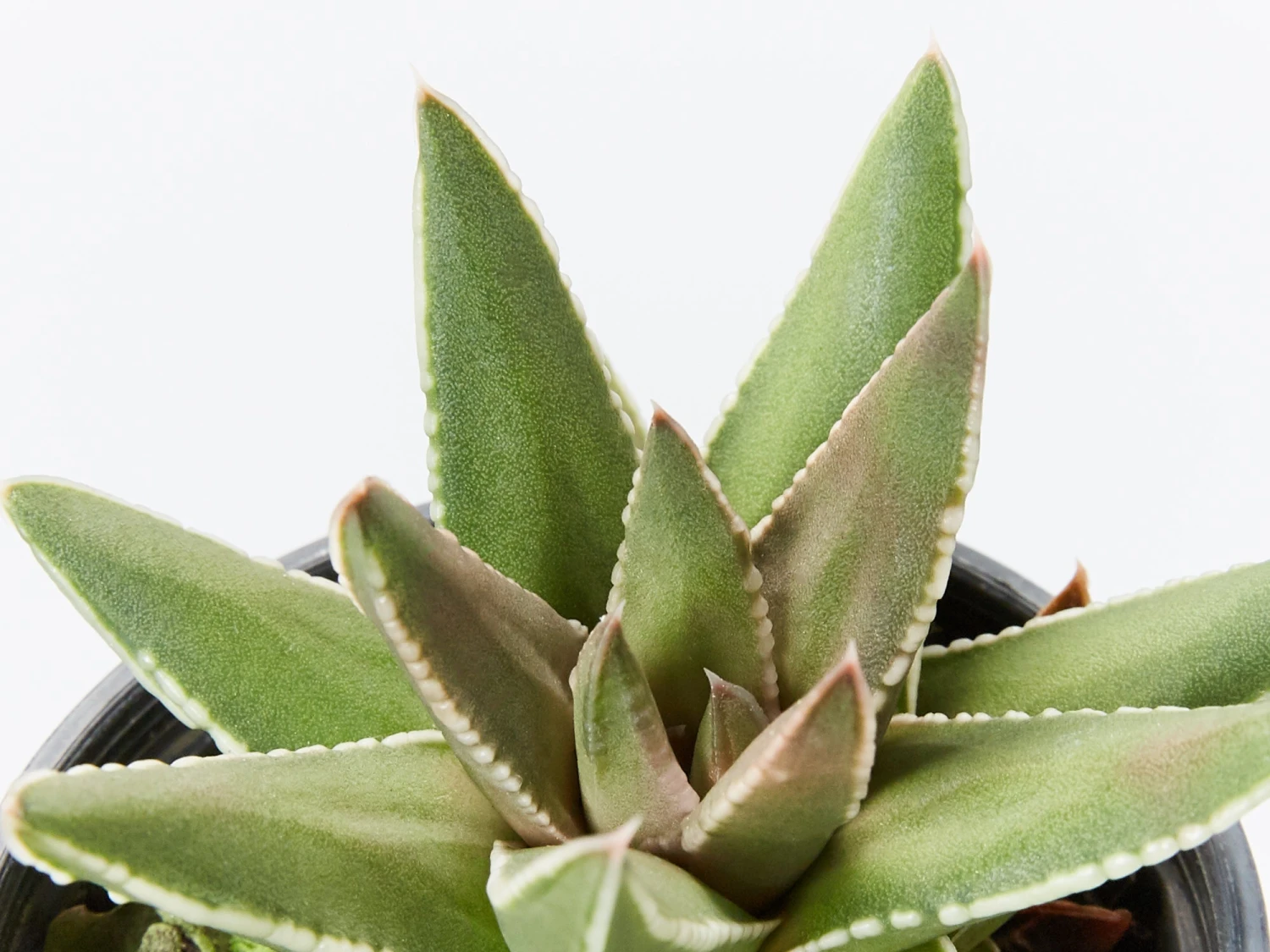 Haworthia Marginata - Image 2