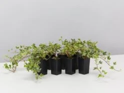 Hedera Helix "variegata"