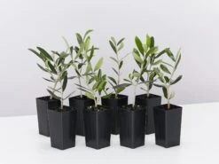 Helena Heritage Olive Tree