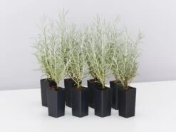 Helichrysum Italicum Curry Plant