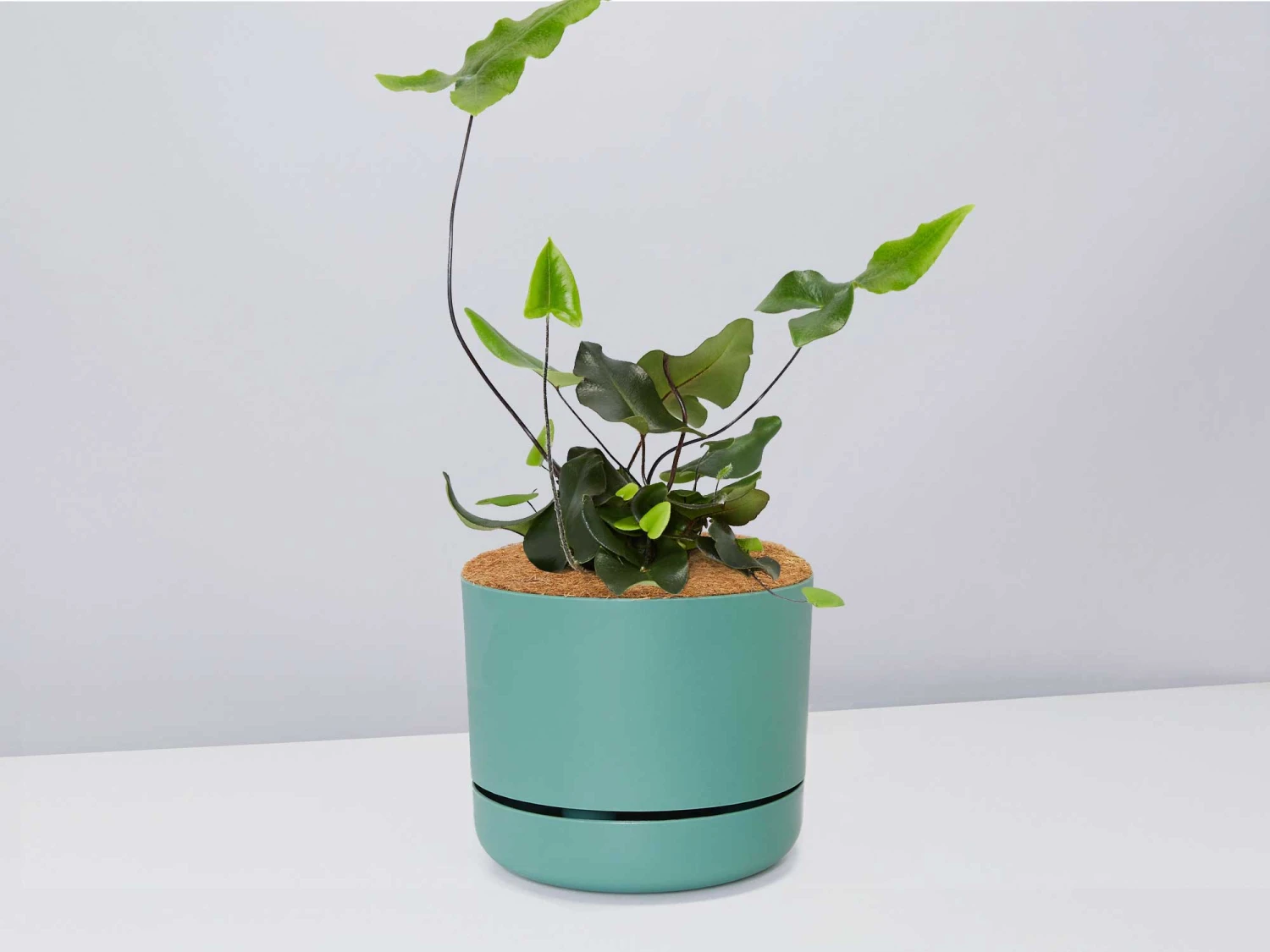Fern Gift Box - Pot + Plant + Soil - Image 9