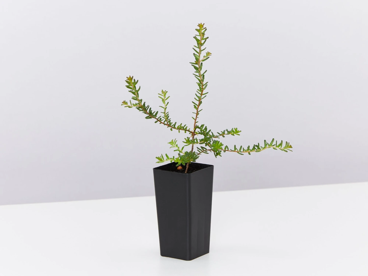 Hibbertia Vestita Little Rocker - Image 4