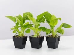 Homalomena Sunshine Gem - Larger Size