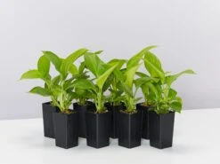 Homalomena Sunshine Gem