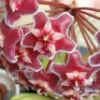 Hoya Pubicalyx