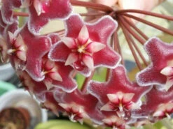 Hoya Pubicalyx