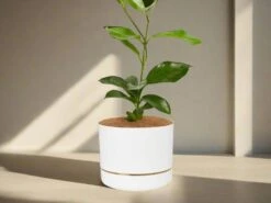 Hoya Gift Box - White Pot
