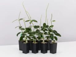 Hoya Coronaria Red Wax Flower