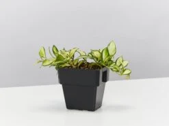 Hoya Heuschkeliana Variegata - Wax Plant 85mm